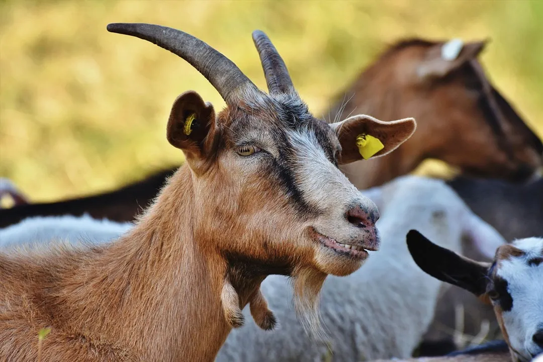 Hyderabad Goat Theft Foiled by Animal Loyalty