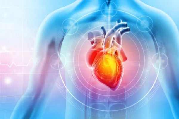 Phthalates Chemicals Silently Damage Heart Health Study Reveals