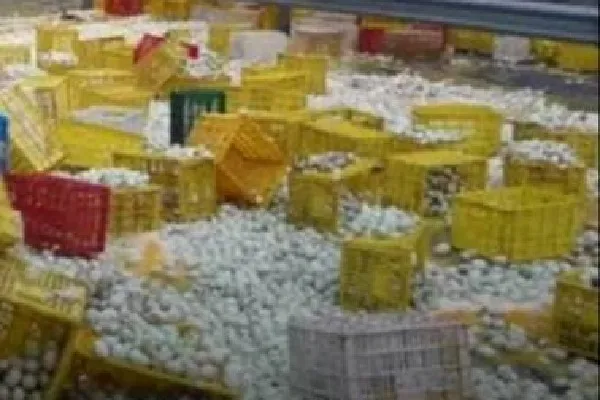 eggs on dilsukhnagar road