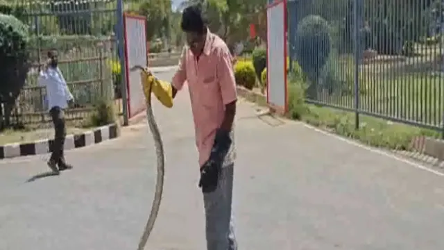 Massive snake in Tirumala Devotees terrified