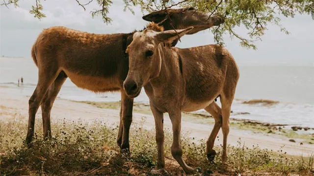 Pakistan Donkey Export Booms Due to High Demand from China